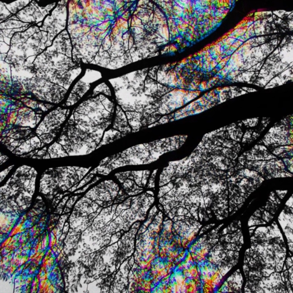 Meet your Posher, Jodie